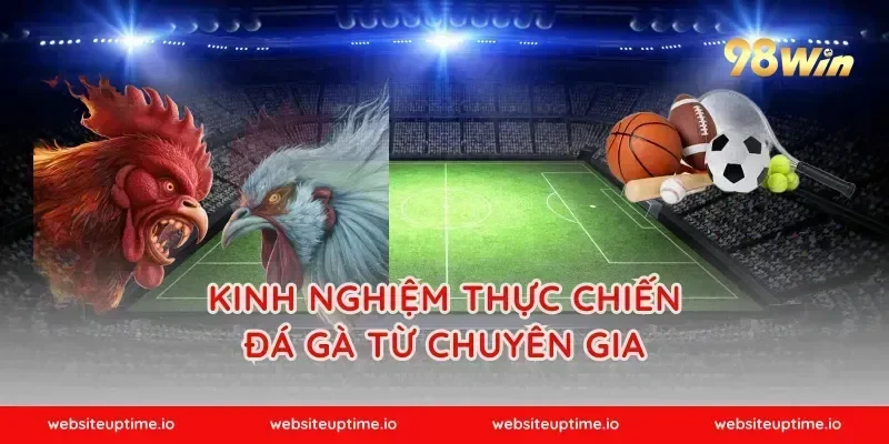 Kinh nghiệm thực chiến đá gà từ chuyên gia